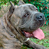 Avatar do usuário